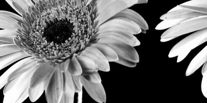 1080x1920 Download A finely detailed black and white flower on an iPhone Wallpaper |  Wallpapers.com