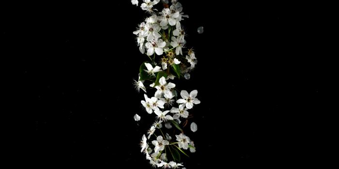 4016x6016 White Flowers · Free Stock Photo