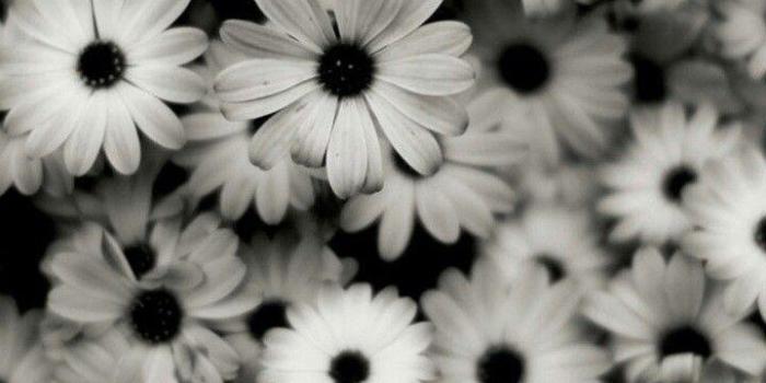 720x1280 Black and White Flower iPhone Wallpapers - Top Free Black and White Flower  iPhone Backgrounds - WallpaperAccess