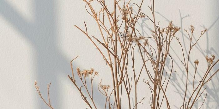 736x1104 Dried white statice flower with a window shade on a white wall | premium  image by rawpixel.… | White flower wallpaper, Background design, Minimalist  wallpaper phone