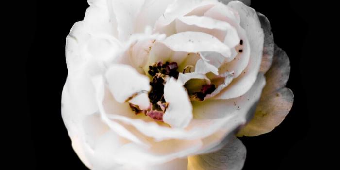 1080x2280 273039 an above view of the petals on a white flower with a dark  background, _white rose, Motorola Moto G5 Plus wallpaper 1080p, 1080x1920 -  Rare Gallery HD Wallpapers