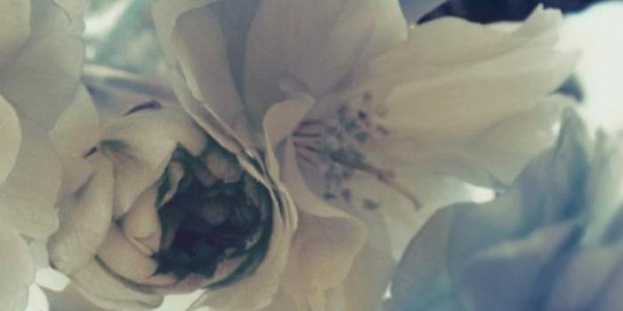 720x1280 white flowers wallpaper HD Mobile, Desktop Wallpaper