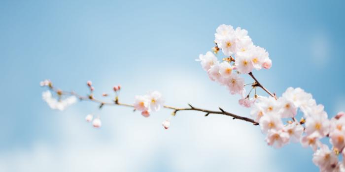 2560x1707 White Flowers Wallpapers - Wallpaperforu