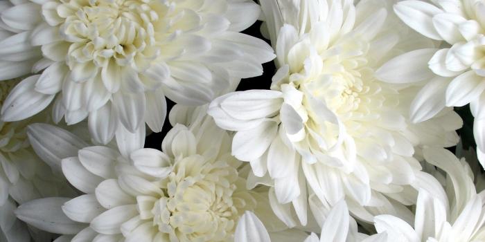 1920x1080 27 White Flower Wallpapers - Wallpaperboat