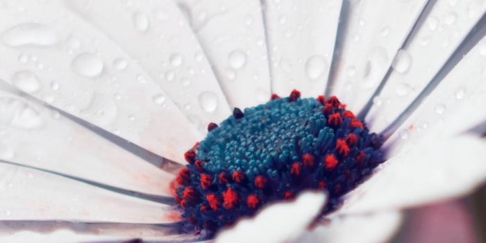 1125x2436 iPhoneXpapers.com | iPhone X wallpaper | nd96-white-flower -red-nature-spring-rain