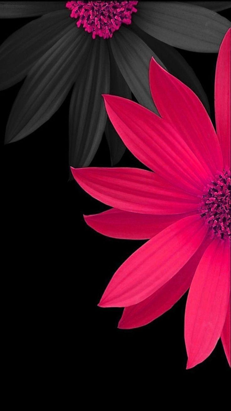 736x1308 Black and Pink Flower Wallpapers - Top Free Black and Pink Flower  Backgrounds - WallpaperAccess