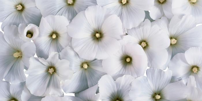 1920x1200 Free download White Flowers Desktop HD Wallpaper 3665 HD Wallpaper 3D  Desktop [1920x1200] for your Desktop, Mobile & Tablet | Explore 39+ White  Carnation Wallpaper | White Cats Wallpapers, Tiger White Background, White  Wallpapers