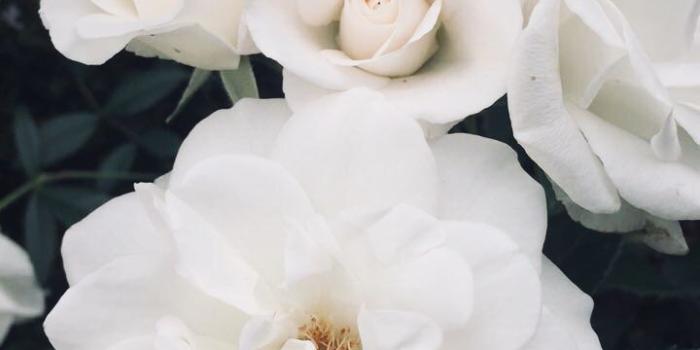 720x1280 Pinterest | Flower aesthetic, Flower phone wallpaper, Flower prints art
