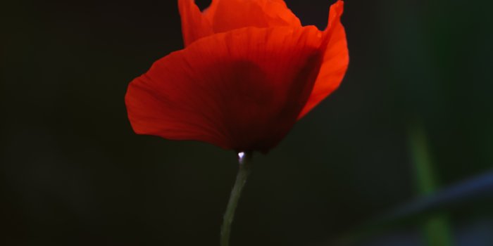 4000x6000 Poppy Photos, Download The BEST Free Poppy Stock Photos & HD Images