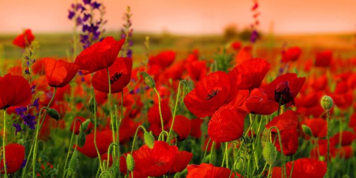 1920x1200 100+] Poppy Wallpapers | Wallpapers.com