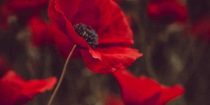 1000x1504 500+ Poppy Pictures [HD] | Download Free Images on Unsplash