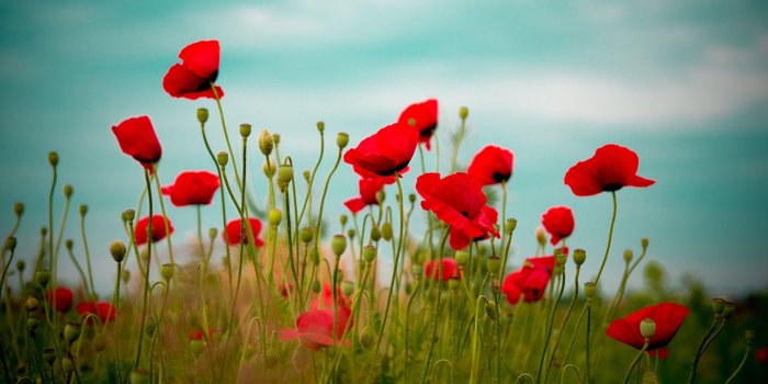 2560x1600 Poppy Desktop Wallpapers - Top Free Poppy Desktop Backgrounds -  WallpaperAccess