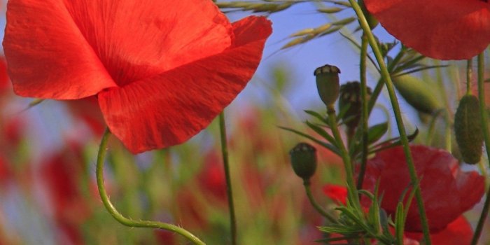 1440x2560 Free Mobile Wallpaper of Red Poppies. Beautiful & awesome flower wallpaper.  Free desktop wal… | Poppy wallpaper, Best flower wallpaper, Beautiful  flowers wallpapers