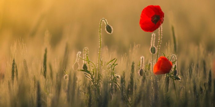 1920x1200 Poppy Flowers Wallpapers