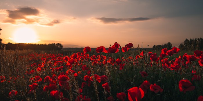 3648x2736 Poppy 4K wallpapers for your desktop or mobile screen free and easy to  download