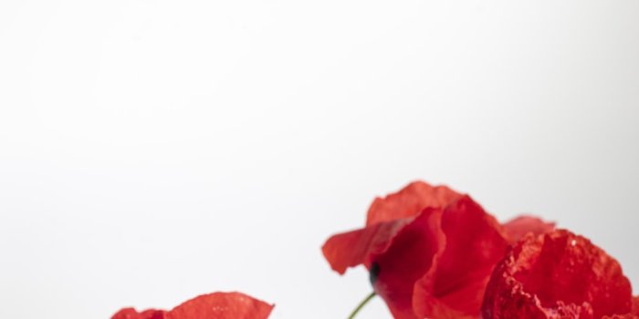 1000x1498 500+ Poppy Pictures [HD] | Download Free Images on Unsplash