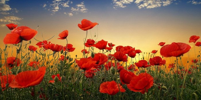 1920x1200 Poppy Flower Wallpaper (62+ pictures)