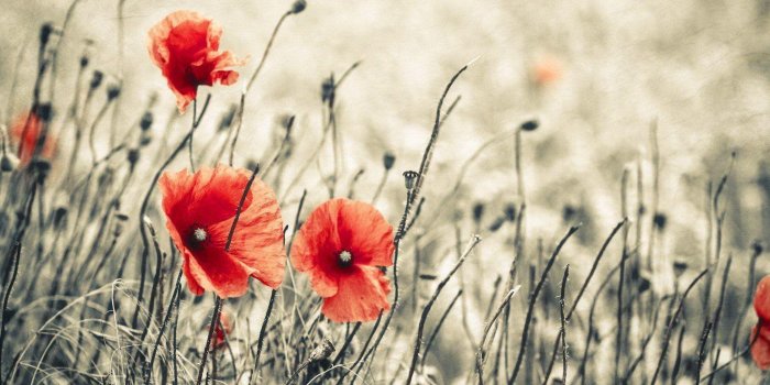 1920x1080 Corn Poppy Wallpapers