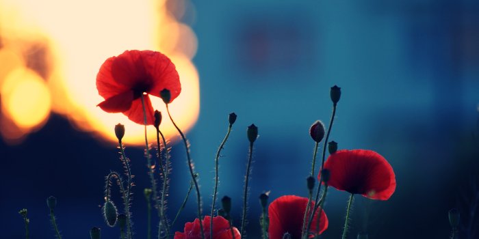 3872x2592 106039 5k, Poppy, flowers, 4k, fiels - Rare Gallery HD Wallpapers