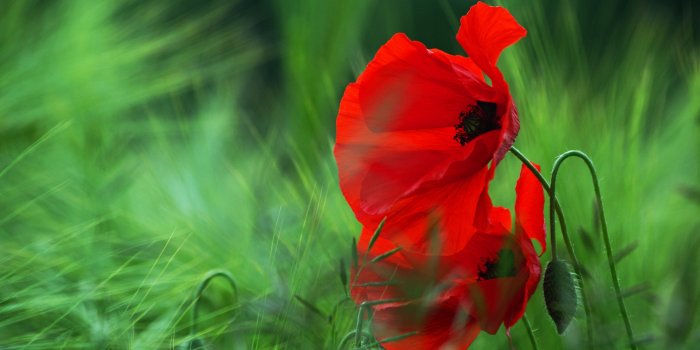 2560x1600 920+ Poppy HD Wallpapers and Backgrounds