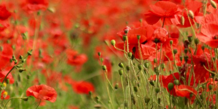 1080x1920 Poppy Field iPhone Wallpaper | iDrop News