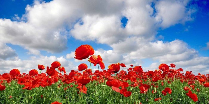 1920x1080 17 Poppy Wallpapers - Wallpaperboat