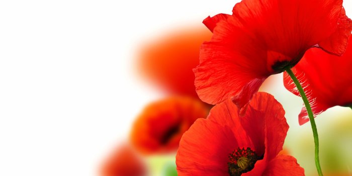 1920x1080 Desktop Wallpaper Red Poppy Flower, Close Up, Hd Image, Picture,  Background, Uyfim8