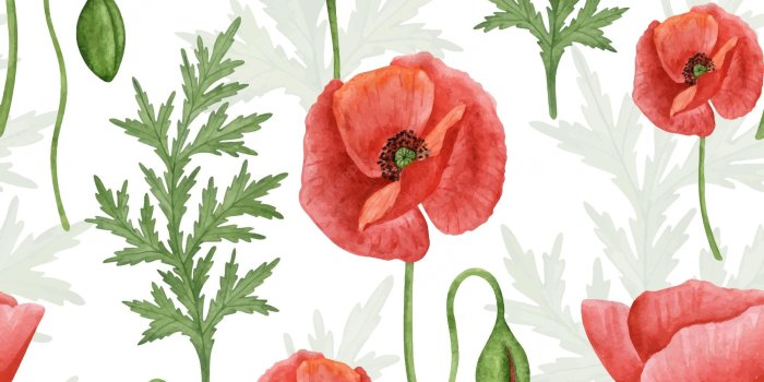 2000x2000 Premium Vector | Poppy flower seamless pattern watercolor poppy wallpaper  fabric design rustic botanical background