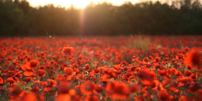 1920x1080 69+] Poppy Wallpaper - WallpaperSafari