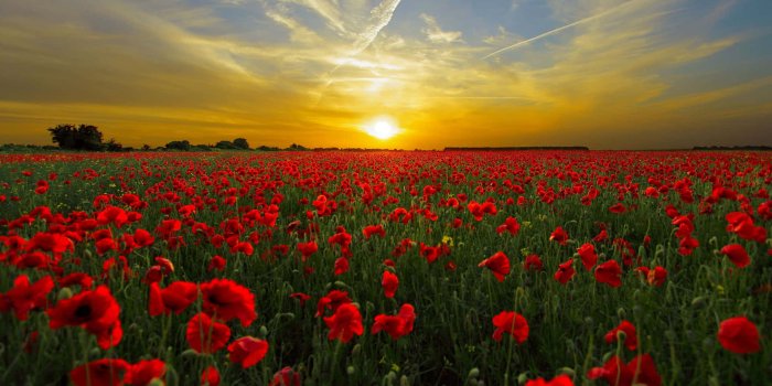 1920x1080 200+] Poppy Background s | Wallpapers.com