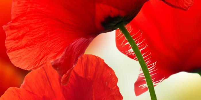 1080x1920 Wallpaper ID: 410204 / Earth Poppy Phone Wallpaper, Red Flower, Flower,  1080x1920 free download