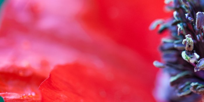 1080x1920 Poppy iPhone Wallpaper | iDrop News