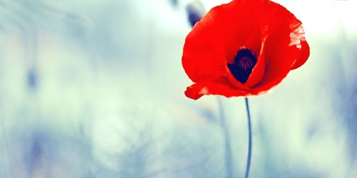 1920x1080 Poppy Flower Wallpaper (63+ images)