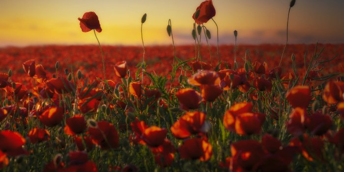 2000x1238 920+ Poppy HD Wallpapers and Backgrounds