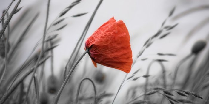 2560x1440 Poppy Wallpaper #6850378