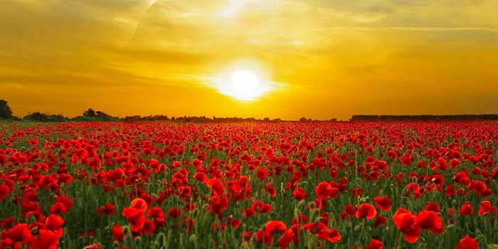 1440x2560 Red Poppy FIeld Wallpaper - iPhone, Android & Desktop Backgrounds