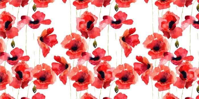 1702x851 Poppies made of watercolor - Photo Wallpaper