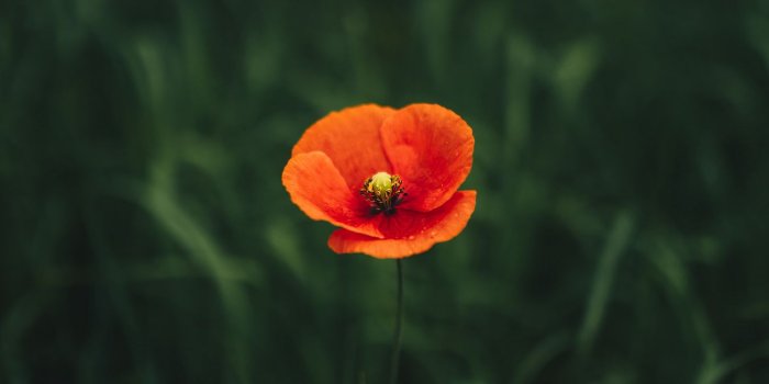 1350x2400 Download wallpaper 1350x2400 poppy, flower, petals, grass iphone  8+/7+/6s+/6+ for parallax hd background