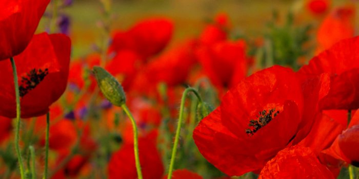 1040x1526 Poppies Wallpaper for iPhone 11, Pro Max, X, 8, 7, 6 - Free Download on  3Wallpapers