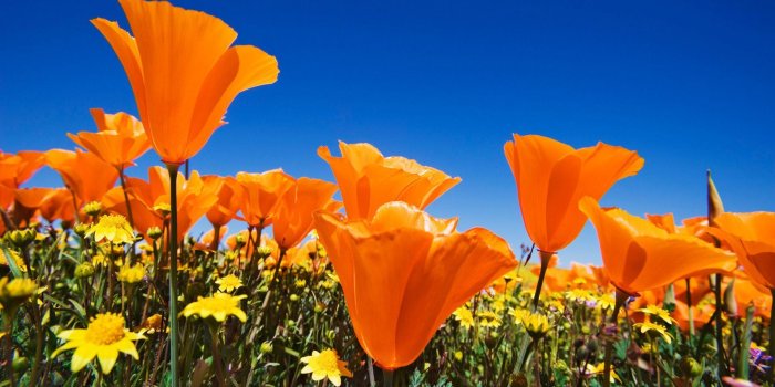 1920x1080 California Poppy Wallpapers - Top Free California Poppy Backgrounds -  WallpaperAccess