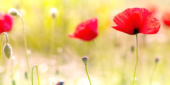 1024x768 45+] Poppy Desktop Wallpaper - WallpaperSafari