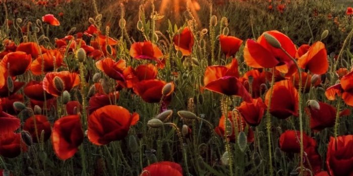 720x1280 Wallpaper ID: 448154 / Earth Poppy Phone Wallpaper, Field, Summer, Red  Flower, Sunset, Flower, 720x1280 free download