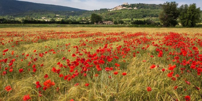 3200x2133 Poppy Field Wallpaper Mural - Murals Your Way