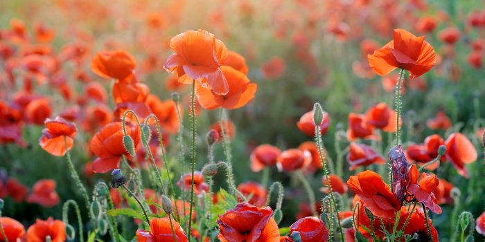 7250x4824 505759 7250x4824 Background High Resolution: poppy - Rare Gallery HD  Wallpapers