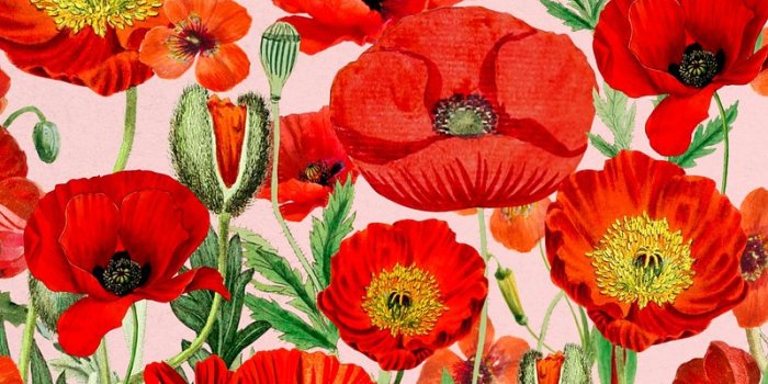 800x1422 Iphone Wallpaper Poppies Images | Free Photos, PNG Stickers, Wallpapers &  Backgrounds - rawpixel