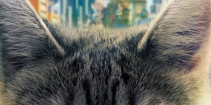 736x1308 Ninjago iPhone Wallpapers - Top Free Ninjago iPhone Backgrounds -  WallpaperAccess | Ninjago, Lego ninjago, Iphone wallpaper