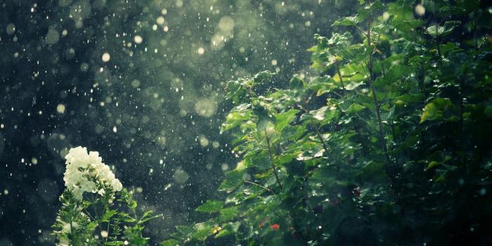 1920x1200 Nature Rain Wallpaper (60+ pictures)