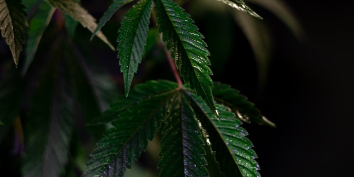 4480x6720 Ganja Photos, Download The BEST Free Ganja Stock Photos & HD Images