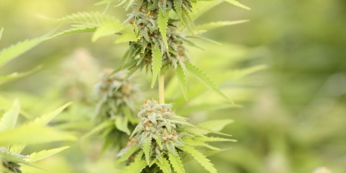 1000x1500 Ganja Pictures | Download Free Images on Unsplash