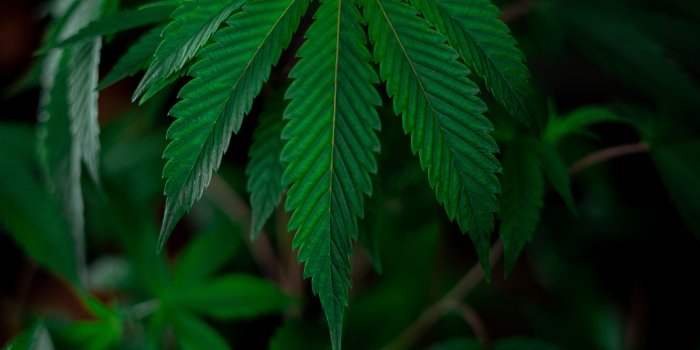 4480x6720 Ganja Photos, Download The BEST Free Ganja Stock Photos & HD Images